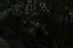 Pterospermum diversifolium